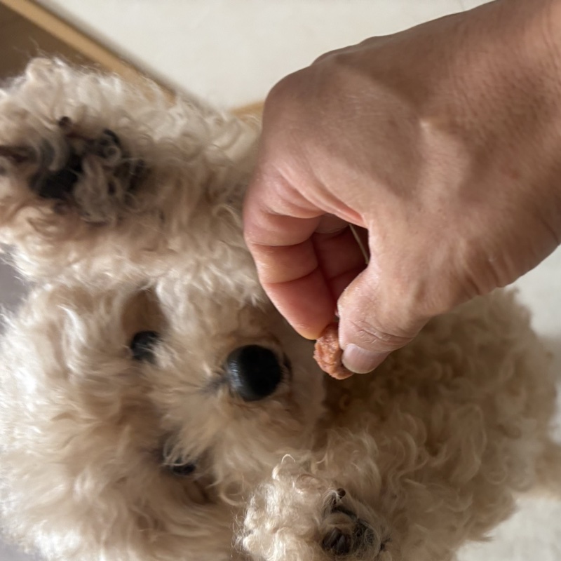 屋号の由来になった愛犬ラッちゃん（トイプードル）